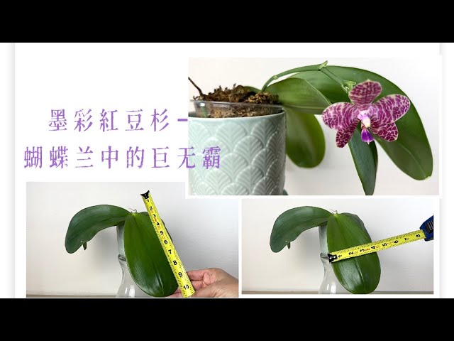 05/01/2023 墨彩红豆衫 蝴蝶兰中的“和牛” Phalaenopsis Mok Choi Yew