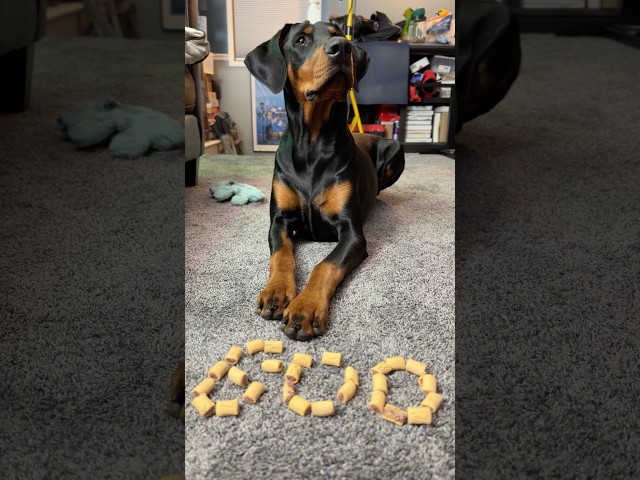 Bruce wants you to smash that subscribe button! #doberman #puppy