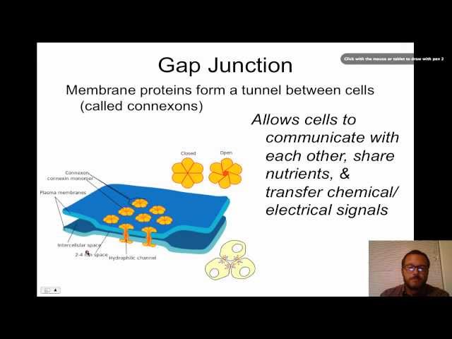 Cell Junctions