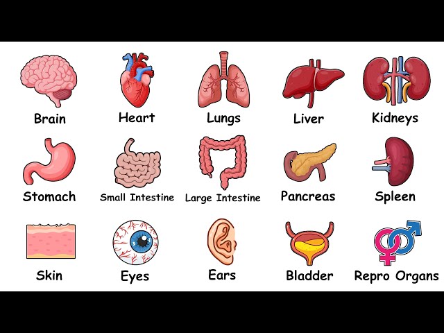 Every Human Organ Explained in 3 Minutes