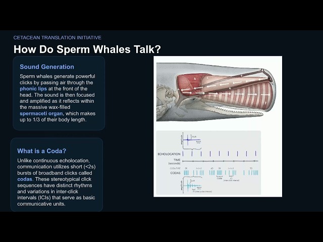 Project CETI: How to Decode the Language of Other Species - EMF 2026