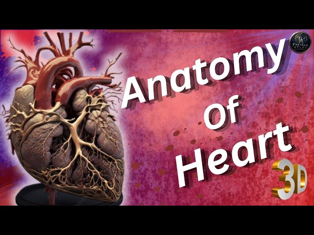 Anatomy of Heart | Explained in 3D | NCERT Biology | Think Atlas