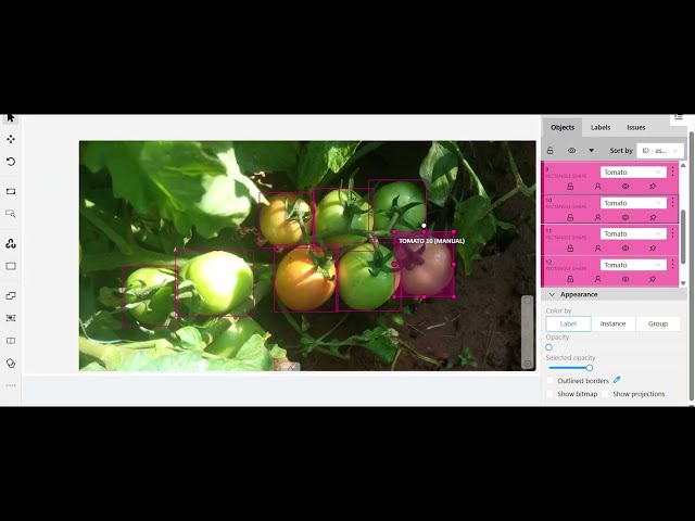 Object Detection with Bounding Boxes | Tomato Annotation & AI
