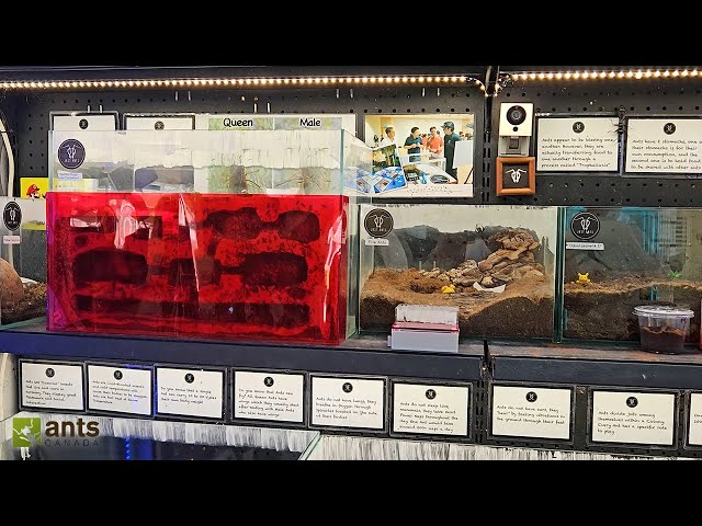 Visiting Asia's Coolest Ant Farm Shop - JUST ANTS Singapore