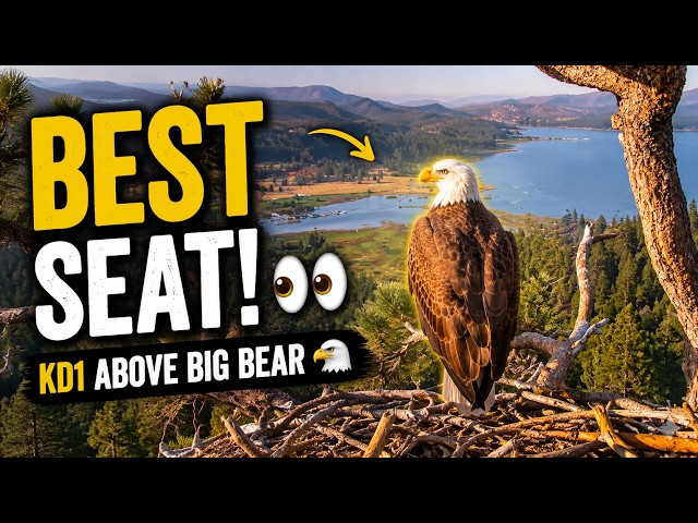 🦅 KD1 Has the Best Seat in Big Bear! 👀 A Stunning View From the Nest 🌲🏔️