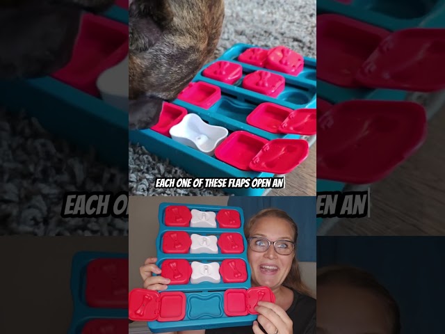 Boredom Buster: Interactive Dog Puzzle Toy 🧩🐾 #dogshorts