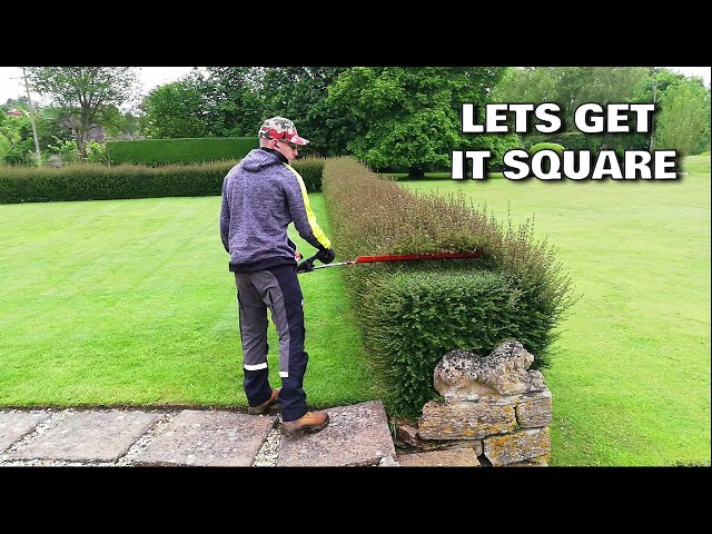 AMAZING Hedge Recovery, Trimming An Overgrown FORMAL HEDGE