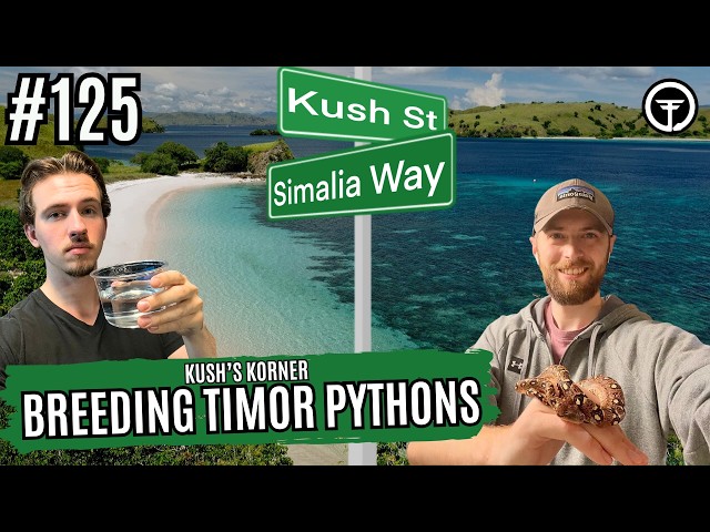 The Keys To Breeding Timor Pythons | Kush's Korner Live
