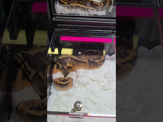 : Ball Python Morphs Galore at the Expo! 😁 ¡Morfos de Pitón Bola en Abundancia en la Expo!
