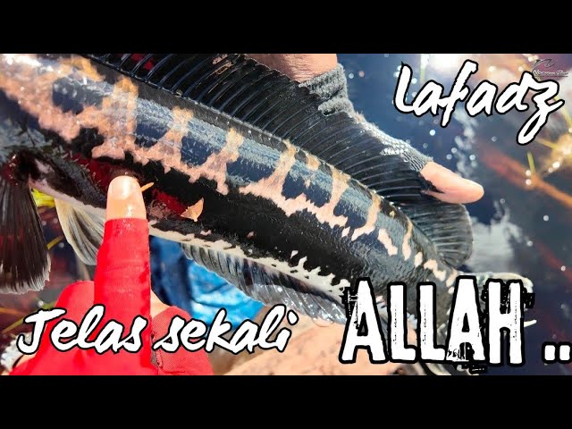 OH MY GOD ,. THE PATTERN ON THIS FISH IS EXTRAORDINARY .. AND VERY RARE ... 😍😍🥰🥰 ...