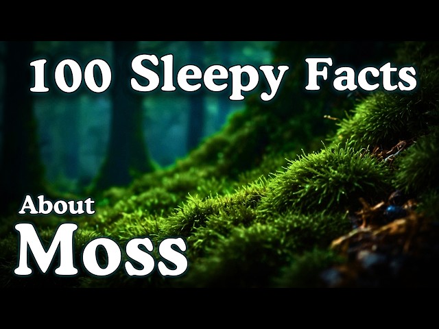 The Most Relaxing Facts About Moss to Fall Asleep To — No Adverts