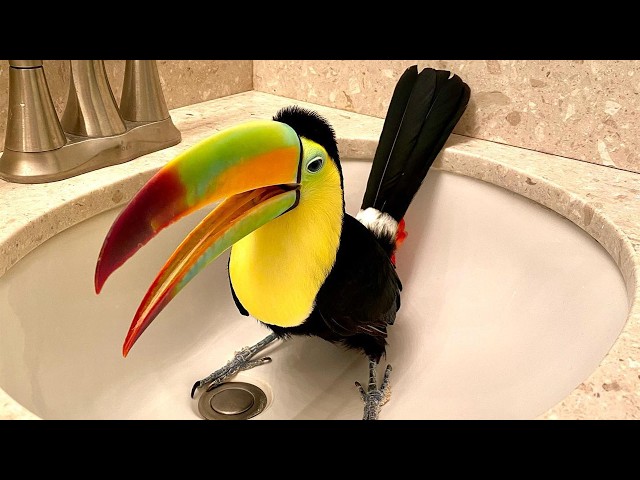 This Rescued Toucan Became the Most Curious Bird Ever