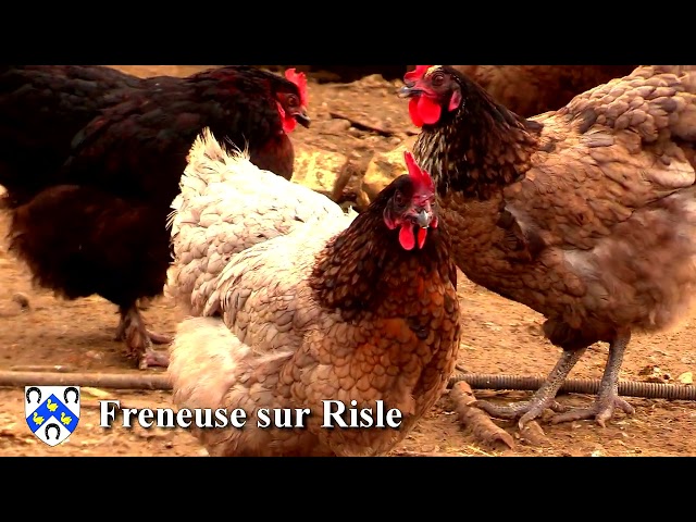Freneuse Sur Risle