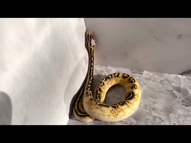 Pastel freeway ball python male