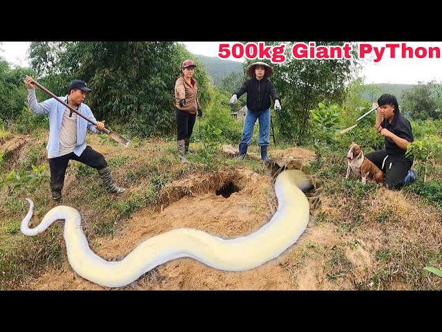 Five brave hunters used sniffer dogs to rescue two girls from a giant 100kg python.