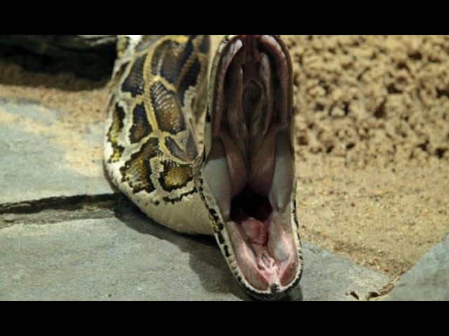 BURMESE PYTHON: HOW TO FEED FROZEN THAWED PROPERLY