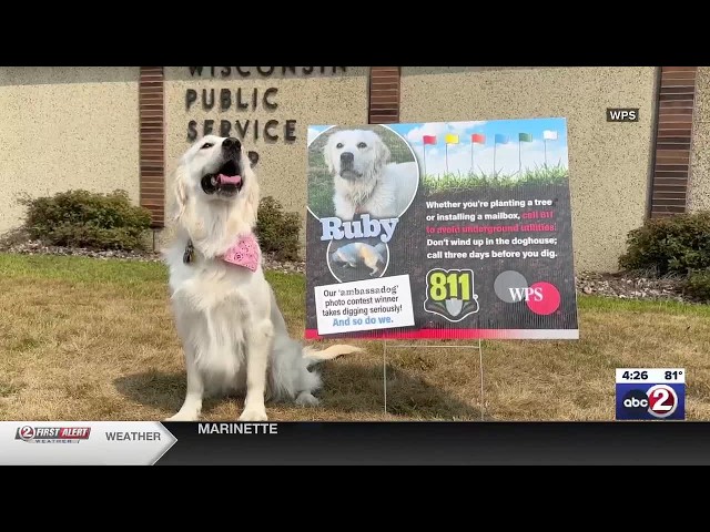 Ruby the golden retriever named WPS safe digging ‘ambassadog’ ahead of National Safe Digging Day