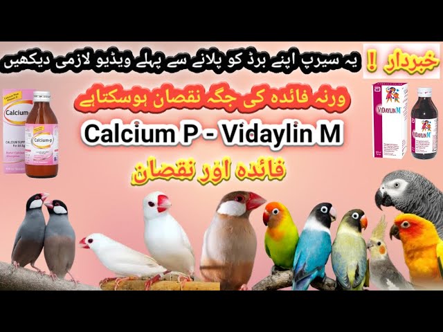 Java Finch Love birds Ringneck Ko Calcium P Or Vidayline M setup Dany se phela ya Video Zarur Dakhen