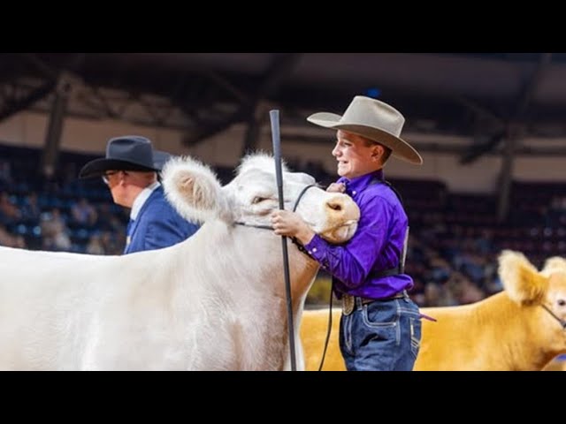2026 Grand Champion Steer 'White Castle'  shatters auction record at Fort Worth Stock Show and Rodeo