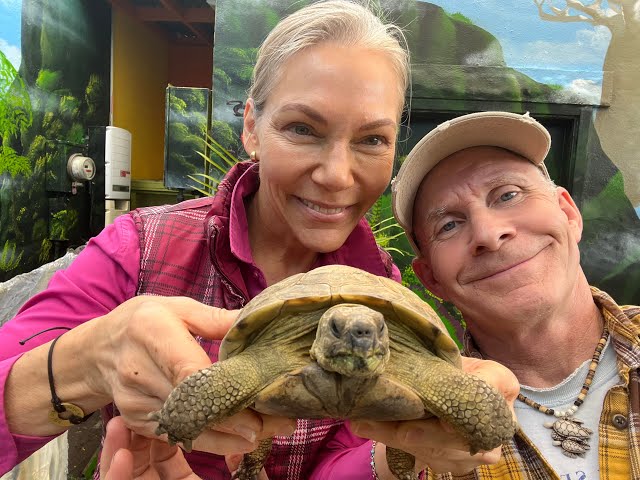 Gorgeous 25 Year old Russian Tortoise needs a new home NOW!