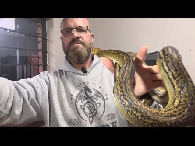 Tiger Goldenchild reticulated Python
