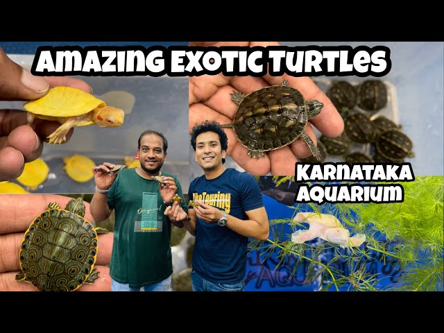Exotic Turtles in India | Peacock Slider Turtle | Turtle Educational Video | Varieties of Turtles