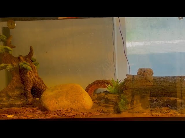 Cleaning out my Ball Python’s cage 