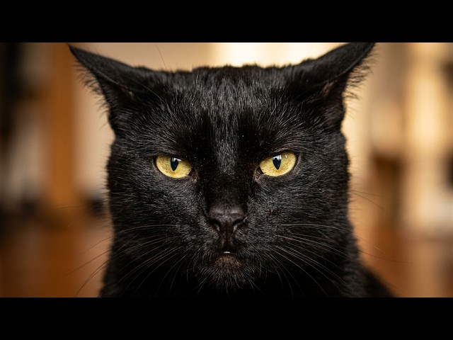 The Best Cat Moments Of The Week!
