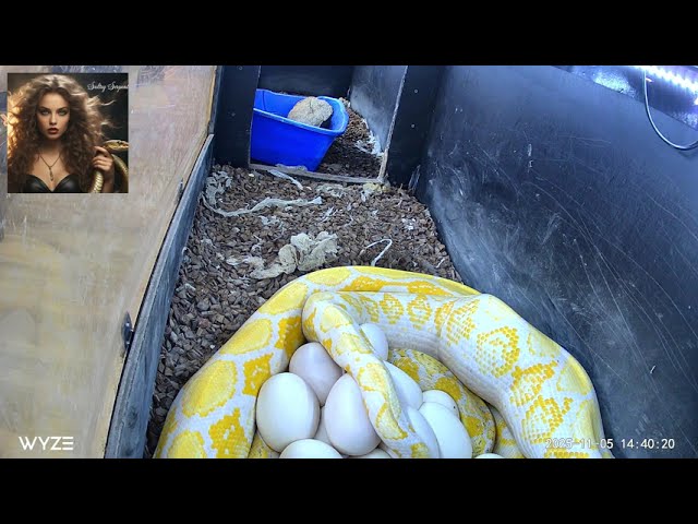 Stacey - Reticulated Python delivering 31 Eggs
