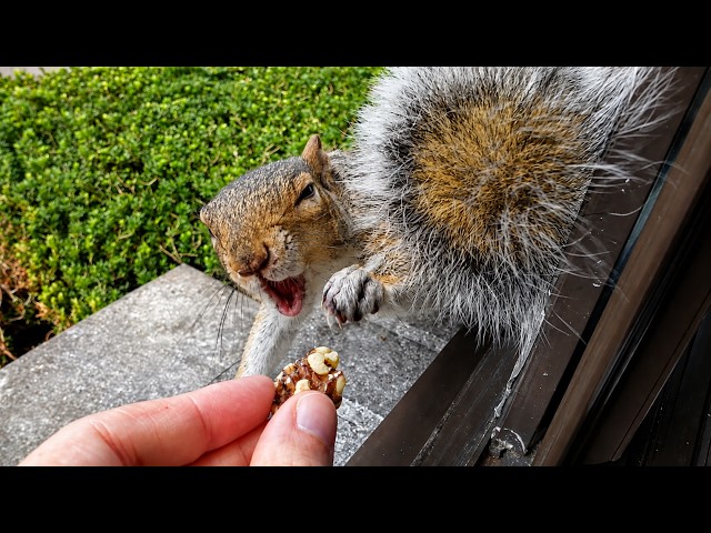 The most hilarious aggressive squirrel
