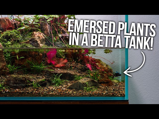 How to Keep Emersed Aquarium Plants in a Betta Tank