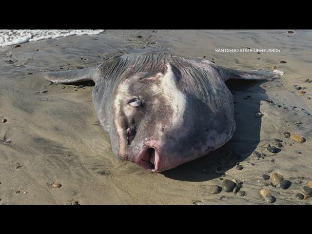 Mola Mola, an enormous Ocean Sunfish, swims with surfers then washes ashore in Cardiff