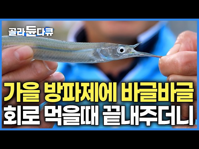 찬바람 불면 무조건 떼로 몰려온다. 지금 당장 그물 들고 남해로 가야 하는 이유｜투망초보도 백마리씩은 잡는다더니｜한국기행｜#골라듄다큐