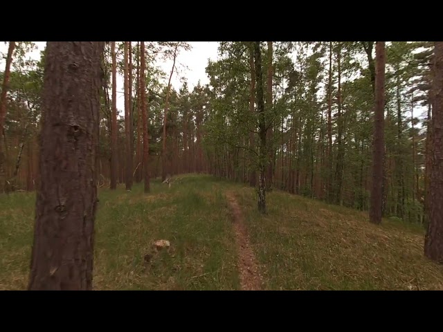 Slam Xcam 3D VR180 Camera Test - Another Gimbal-Walk in the Forest