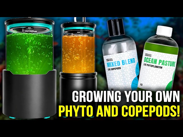 Grow Phytoplankton at HOME! New Culturi Pro Phyto Reactor!