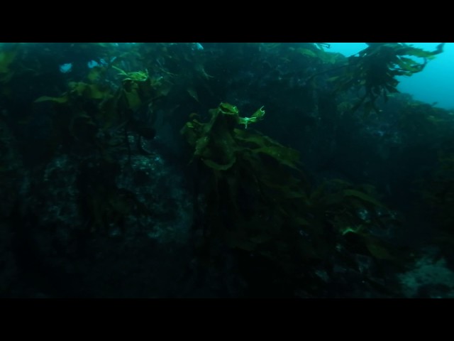 IMAS diver on a transect