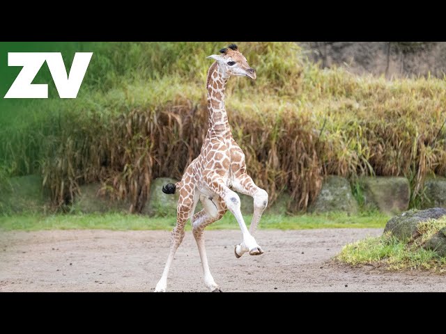 Baby giraffe zoomies!