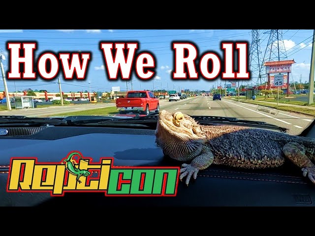 Repticon Orlando Trip With Our Bearded Dragon (Scout)