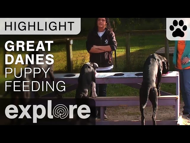 Feeding Time at Puppy Hill - Live Cam Highlight