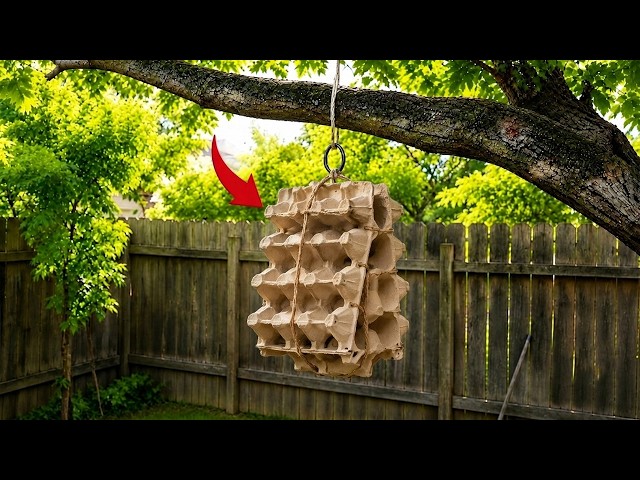 No One Believes It, But It Really Works! Hang an Egg Carton on a Tree Branch and See What Happens...
