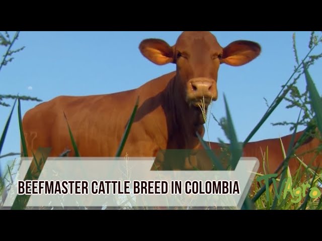 Beefmaster Cattle Breed in Colombia - TvAgro by Juan Gonzalo Angel