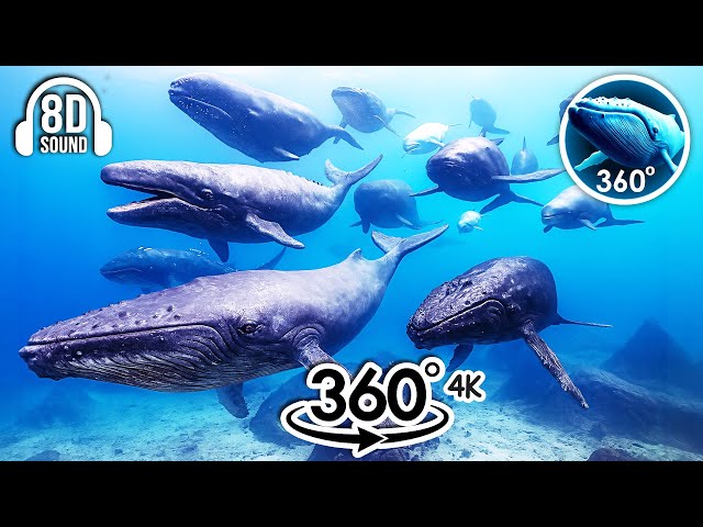 360 Whale Sea Monster Ride Experience with Giant Whales | 360 Video 4k (8D AUDIO)