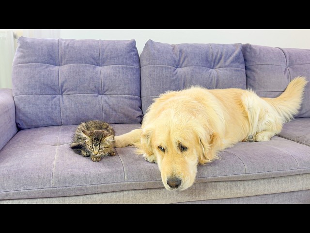 Tiny Kitten Tries to Ignore a Giant Golden Retriever… What Happens Next Will Make You Laugh!