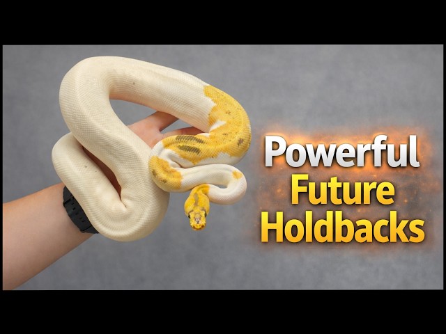 Why We Decided NOT to Sell These Ball Pythons (Our 2026 Holdbacks)