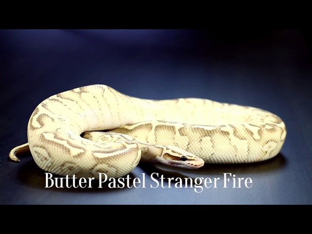 IRES Reptiles - Stranger Ball Python Gene