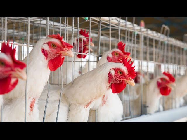 🐔 Chicken Farming Profit | Tips to Boost 💰 | Agri Farming