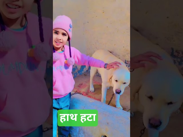 Moye moye labrador golden jelly dog cute #new #trending girl funny comedy viral video #dog