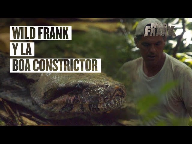 Wild Frank y el ataque de la boa constrictor | Wild Frank