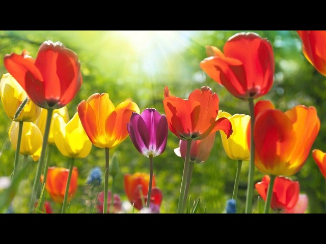 Relaxing Beautiful Music, Peaceful Instrumental Music in 4k, "The Coming of Spring" by Tim Janis