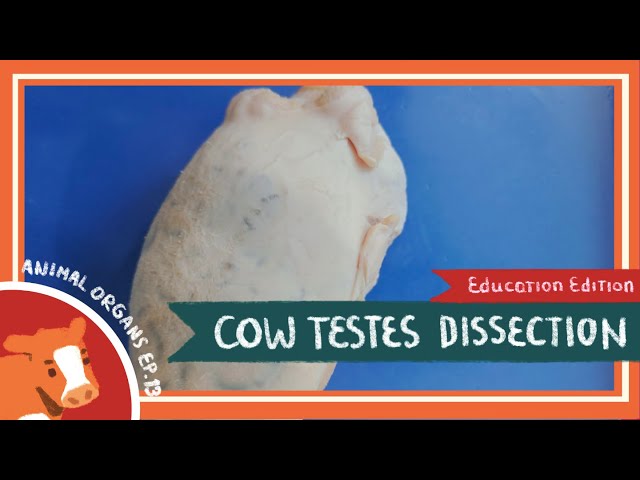 Testis Dissection || Low-Hanging Fruit [EDU]